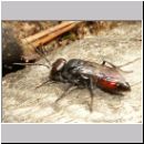 Astata boops - Wanzengrabwespe m03 10mm.jpg